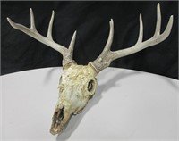 Deer Skull with Rack - 21" tall x 19" wide