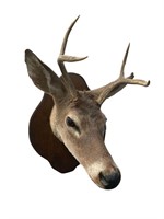 Deer Taxidermy Mount