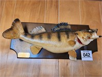 Taxidermied 33" Walleye from Tiger Cat Flowage