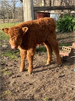 1-Mini highland bottle baby bull calf