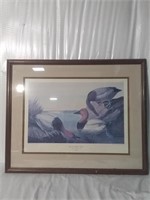 Canvasback Ducks Print
