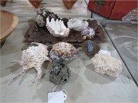 WOOD TRAY W/COLLECTION OF SHELLS, PYRITE,MISC