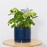 BH&G Teal 6" Toramina Ceramic Planter A18