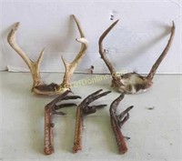 Antlers and Turkey Scratchers