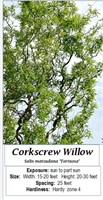 2 Corkscrew Willow Trees