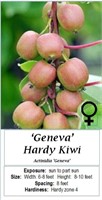 2 Hardy Kiwi Vine Plants-Pollinator Pair
