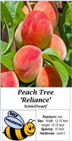 2 Reliance Peach Trees