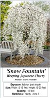 Weeping White Japanese Cherry Snow Fountain Tree