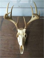 5 Point White Tail Deer Antlers and Skull