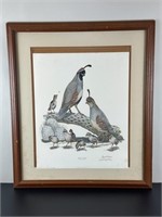 Vintage Framed and Signed Print - Gambels Quail