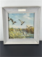 Vintage Framed Print - American Widgeon Setting