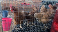 10-Home raised laying hens.  Laying brown eggs