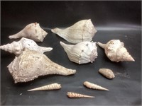 Conch Sea Shell Lot