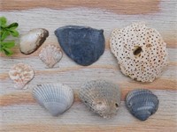 SHELLS