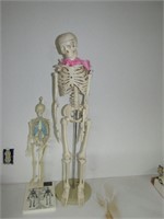 2 pc skeleton models