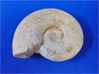 Natural Minerals Fossilized Cephalopod