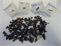 Natural Minerals Fossilized Shark Teeth & More