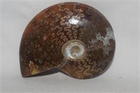 Polished Fossil Ammonite Squid w/ Pearlized