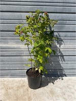 Large Red Raspberry Plant