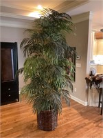 Large 6 ft plus tree- can not kill it