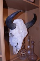 Bison skulll