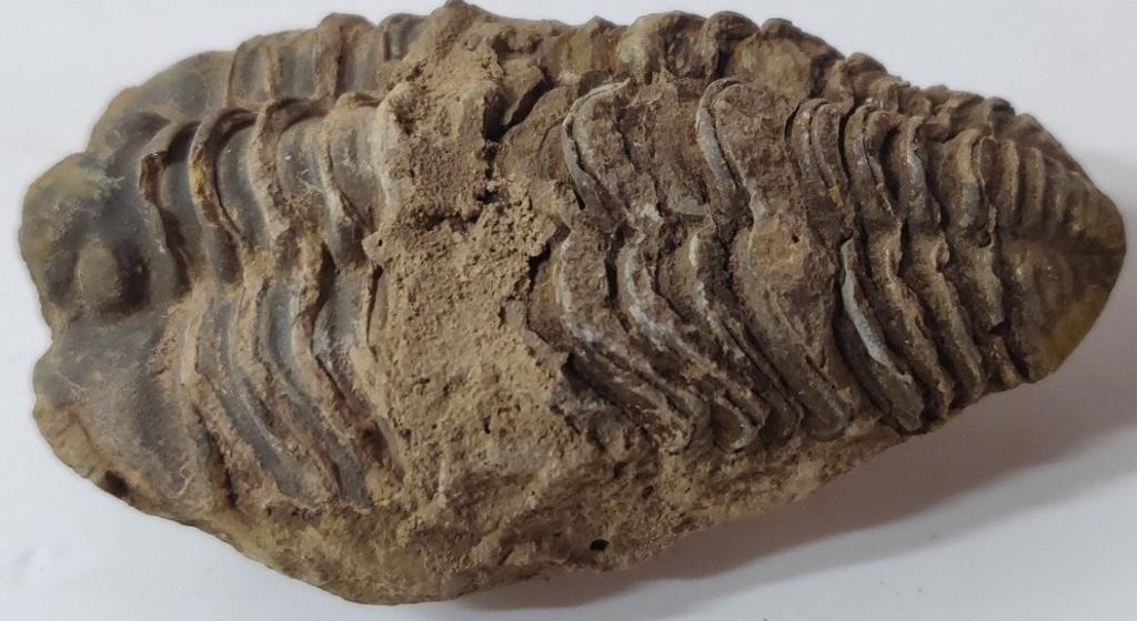 Unique Fossil