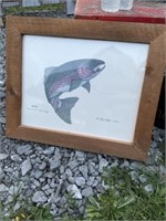 Rainbow trout picture signed