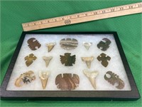 Display of shark teeth and stone points