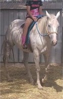 (SA): LOU GIRL - QH x Stock Horse Mare