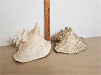 2 conch shells, nautical, sea shells