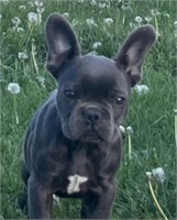 Male-French Bulldog Puppy- Blue, 03/18/2024