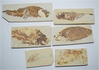 Six Diplomystus Fish Fossil Specimens