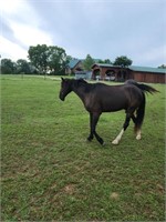 BEAUTY-15 YR OLD BLACK MARE