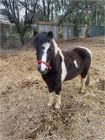 (VIC) MAGPIE - SHETLAND GELDING