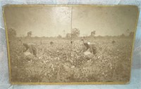 1890's #224 Plantation Scene: Picking Cotton