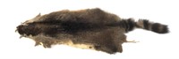 Racoon pelt, 40"