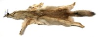 Strawberry Blonde coyote pelt, 63"