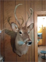 Deer Mount. Approx 13 inches wide, 29 1/2 inches