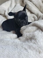 Male#4-French Bulldog Puppy-8 weeks at pickup