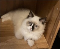 Female-Ragdoll Cat-Intact, should be bred