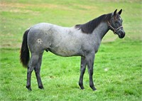 NAME PENDING, 2023 Blue Roan Colt