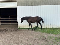 2023 Bay Filly