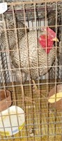 Barred rock rooster