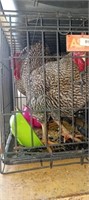 Barred rock rooster