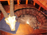 Replica Ibex Sculpture and a Real Turkey Tail