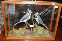Taxidermy: pair of Blue Jays