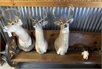 MS1 - Deer Heads/Ram Horns