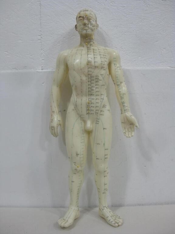 18" Male Acupuncture Model