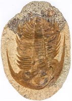 Large 350 Million Year Old Trilobite Marine Fossil