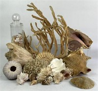 Seashells & Coral Décor